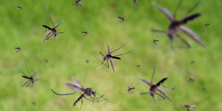 temporada-de-mosquitos
