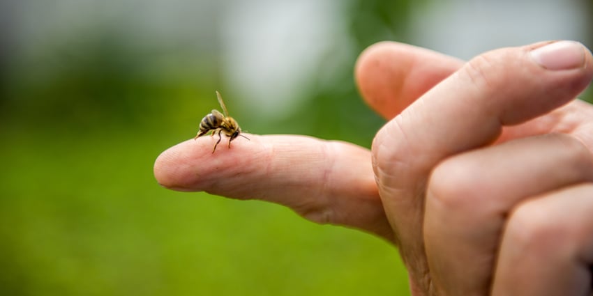 No mates a las abejas, te decimos cómo evitar su picadura